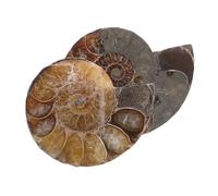 ABOOFAN 1 Juego Colgante De Fósil De Concha Espécimen Educativo De Amonita Escultura De Amonita Adorno De Modelos Chico De La Joyería Fósil De Caracola Natural Marrón Oscuro 2 Piezas