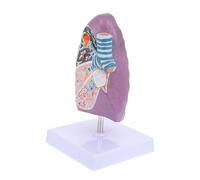 ABOOFAN de Pulmón para Educación Médica de Pulmón de Herramienta de Enseñanza para Estudiantes y Profesionales Salud Información Cáncer Pulmonar y Enfermedades Relacionadas
