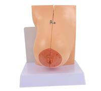 ABOOFAN Femenino de para Enseñanza Médica Realista y Seguro para Exhibición Laboratorios y Escuelas de Enfermería