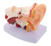 ABOOFAN Figura del Oído Humano 1.5x de Pvc Base Desmontable