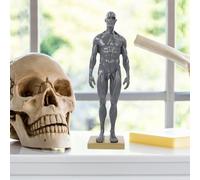 ABOOFAN Modelo Anatómico Masculino con Estructura Muscular Detallada para Enseñanza de Anatomía Herramienta Educativa para Fisioterapia y Dibujo Artístico Base Fija Color Color Aleatorio