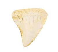 ABOOFAN Réplica de Diente de Tiburón Megalodón en Resina para Decoración Retro Realista, Tamaño Portátil, Adecuado para Manualidades y Decoración Temática Marina