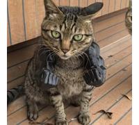 Accesorio De Disfraz De Mascota Gracioso Impreso En 3D para Gatos Y Perros Pequeños, Disfraz De Brazo Musculoso Gigante para Gatitos para Fiestas De Halloween Y Cumpleaños. (Negro, puño)