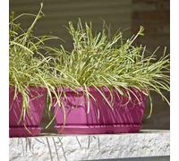 Accesorios Para Plantas Plato Para Macetas Color Ciclamen 50cm
