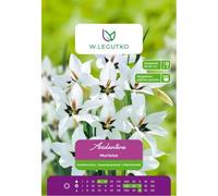 Acidantera bicolor Murielae blanca, 5 unidades.