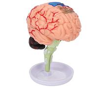 ACOGEDO Modelo de Cerebro Anatómico 4D para Uso Educativo - Estructura Clara Simulación de Vinilo Modelo Ensamblado de Cerebro para Estudios Anatómicos y Trabajo