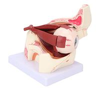 ACOGEDO Modelo de Ojo Humano Diseño Desmontable 3x Modelo Anatómico de Ojo Claro para la Enseñanza Médica con Material de PVC, para Capacitación y Educación