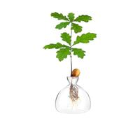 Acorn Sprouting Seed Starter Planter Vase Terrariums Pot Acorn Tree Growing Kit Deco Glass Bulb Propagation Vases Grow Acorn Trees At Home Acorn Tree