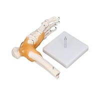 Acouto Modelo de Pie Humano Esqueleto de Tobillo Anatómico con Ligamento a Tamaño Real la Anatomía Humana Fo Modelo de Pie Humano de Tobillo de de de de Anatómico