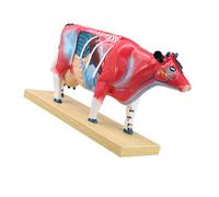 Acupoint - Modelo de visualización con anatomía interna de colores y base estable para clases de estudio de anatomía en el aula, modelo veterinario, estudio de acupuntura animal, figura de enseñanza