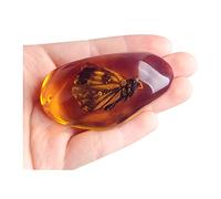 Acxico 1pcs hermoso ámbar mariposa insectos fósiles pulido manual
