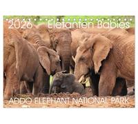 ADDO ELEPHANT NATIONAL PARK Elefanten Babies (Tischkalender 2026 DIN A5 quer), CALVENDO Monatskalender: Addo Elephant National Park ist der 3. Größte ... Aufnahmen von Elefanten Babies im Addo.
