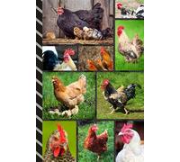 Address and Password Book Combo: Large Print | Discreet | Log Emails - Addresses - Phone Numbers - Birthdays - Web Login | Small Contact Keeper | Great Gift For Seniors | Chicken Cover