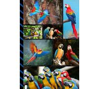 Address and Password Book Combo: Large Print | Discreet | Log Emails - Addresses - Phone Numbers - Birthdays - Web Login | Small Contact Keeper | Great Gift For Seniors | Parrot Lover Cover