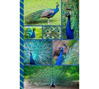 Address and Password Book Combo: Large Print | Discreet | Log Emails - Addresses - Phone Numbers - Birthdays - Web Login | Small Contact Keeper | Great Gift For Seniors | Peacock Lover Cover