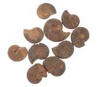 ADOCARN 10 Piezas de Fósiles de Amonita Marrón Reproducción Segura Adecuada para Ambientación en Aulas y Actividades Científicas