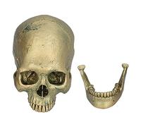 Adornos De Calavera Humana, Modelo De Calavera De Enseñanza De Resina Fuerte Duradera Para Decoración De Fiesta De Halloween