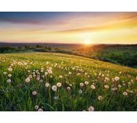 adrium Cuadro de madera de 40 x 30 cm: campo con flor en el valle de la montaña. Hermoso paisaje natural en verano (80948112)
