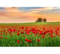 adrium Cuadro en lienzo de 140 x 90 cm: campo de hierba verde y amapolas rojas contra el cielo atardecer en Hungría. Esta foto toma la técnica HDR (29206757)