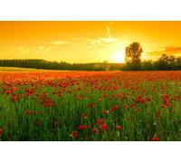 adrium Cuadro en lienzo de 140 x 90 cm: campo de hierba verde y amapolas rojas contra el cielo atardecer en Hungría. Esta foto toma la técnica HDR (29206761)