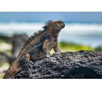adrium Póster de 120 x 80 cm: La iguana de Galápagos se calienta al sol y descansa sobre una roca en la playa de la bahía de Tortuga, en la isla de Santa Cruz.