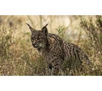 Adulto: visita guiada al Parque Nacional de Doñana en 4x4