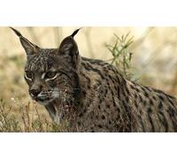 Adulto: visita guiada al Parque Nacional de Doñana en 4x4