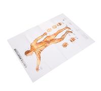 Afiche de Acupuntura, Instrucciones de Acupuntura Masculina, Modelo de Acupuntura Humana que Muestra Todos los Puntos de Acupuntura, Gráfico Mural de Acupuntura, para Masaje de Acupuntura
