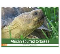 African spurred tortoises (Wall Calendar 2026 DIN A3 landscape), CALVENDO 12 Month Wall Calendar: Pictures of African spurred tortoises