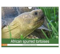 African spurred tortoises (Wall Calendar 2026 DIN A4 landscape), CALVENDO 12 Month Wall Calendar: Pictures of African spurred tortoises