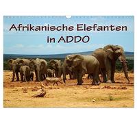 Afrikanische Elefanten in ADDO (Wandkalender 2026 DIN A3 quer), CALVENDO Monatskalender: Bilder aus dem ADDO Elephant National Park/Südafrika.
