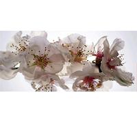 AG Design FTNH 2742 Mural fotográfico para la Pared, Fiel, Multicolor, 202 x 90