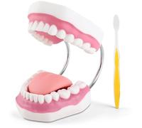 Agatige Modelo De Dientes Dentales, Herramienta De Enseñanza Dental Portátil Modelo De Dientes De Enseñanza De Demostración con Cepillo De Dientes Fantoma Dental para Jardín De Infantes De Hospital