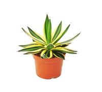 Agave lophanta quadricolor - maceta de cuatro colores - 12 cm - suculenta