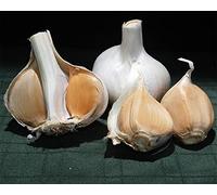 Aglio da Semina -Aglio Pregiato - IDEALE per la Semina e per il Consumo alimentare, 200g