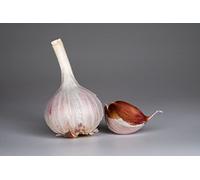 Aglio da Semina -Aglio Pregiato - IDEALE per la Semina e per il Consumo alimentare-Lunga durata