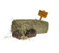 Agrar-Store - Heno para hierbas (12 kg, heno y cobaya)