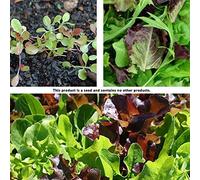 AGROBITS 12.000 piezas de Eichhornia semilla fresca s Semilla Anual Home Garden Decor-Semilla