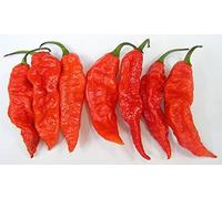 AGROBITS 15 caliente Cli Peppes FANTASMA-Naga Jolokia ROJO de la herencia orgánica Vegable