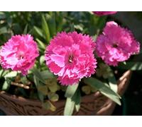 AGROBITS 500 DERBY Tiy S Phleum Ver