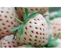 AGROBITS 60 SEMI DI FRAGOLA BIAN ANANAS