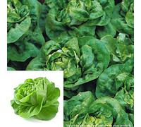 AGROBITS 750pcs bge fresco VegablesGarden Decoración nutritivo