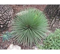 AGROBITS Agave marmorata 10 ver