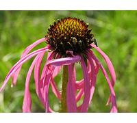 AGROBITS Aloe hereroensis - Arena aloe - 25 Véase