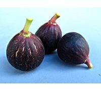 AGROBITS Ãrbol '' Brown Turquía '' Finest 20-See * Mejor Para Jam & Conserve * Reino Unido ler