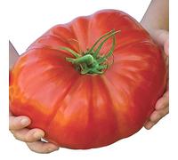 AGROBITS Bélgica Monster TomatoRare fruta de la herencia 100 See. UK