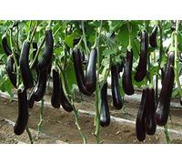 AGROBITS BERENJENA"VIOLTE MEDIA" - NGEN - orgánico NO OGM - 150 SEE