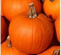 AGROBITS Calabaza todo el azúcar - 60- Vegable