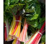 AGROBITS CARDO arco iris. uso SEED. or orgánicos como yleaf en sala. larga est