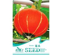 AGROBITS El paquete original 8 farol rojo Forma PumpkinCucurbita Orgánica B081